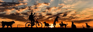 Bikers Rio Pardo | Dicas | Cinco raças de cachorros perfeitas para seus passeios de bike