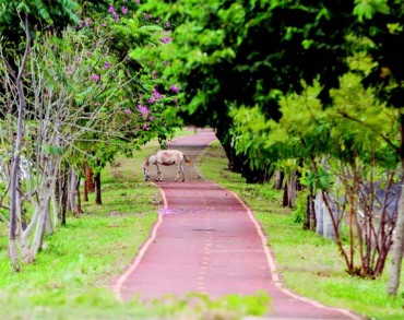 Bikers Rio Pardo | NOTÍCIAS | Apenas 2,8% da população usa a bicicleta em Ribeirão Preto